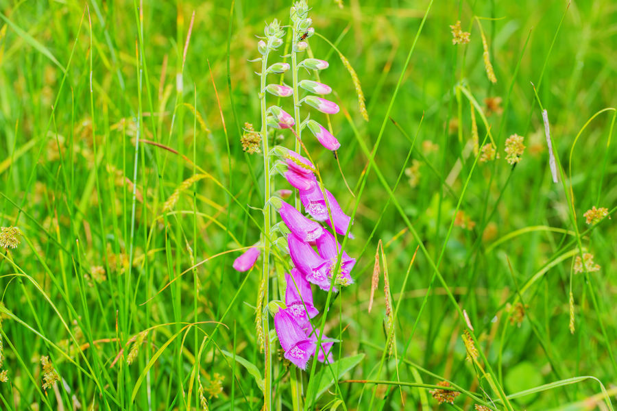 Fingerhut
