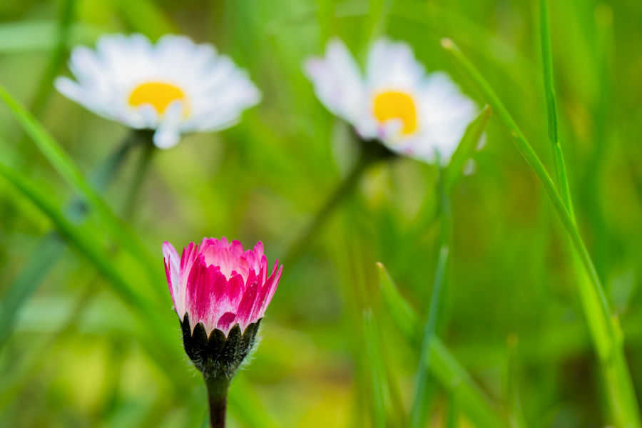 Gänseblümchen