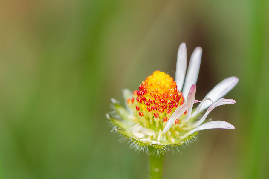 Gänseblümchen