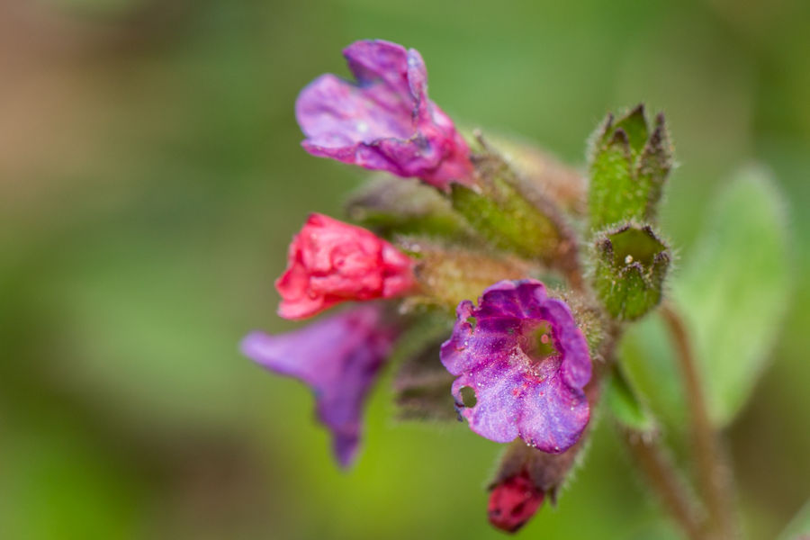Lungenkraut