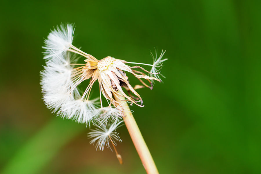 Pusteblume