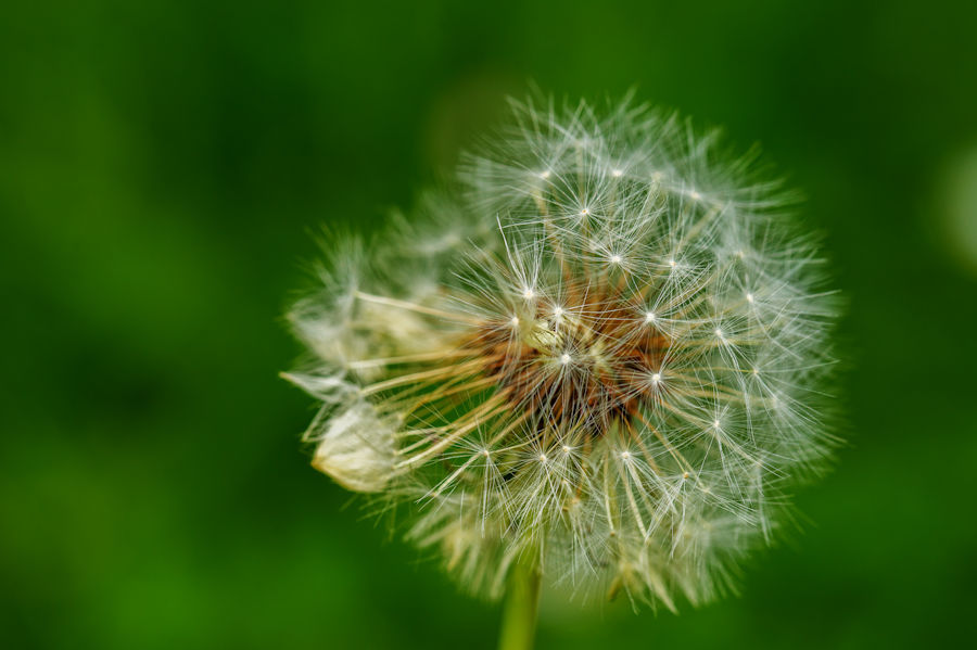Pusteblume
