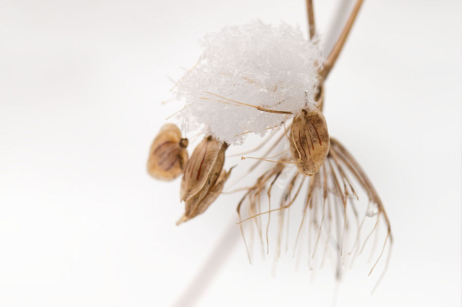 Schneebedeckt