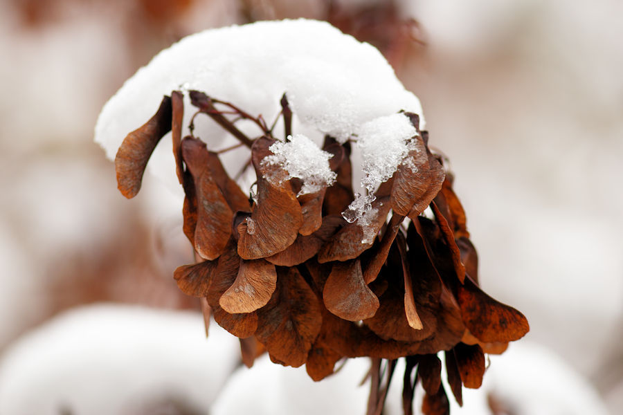 Schneebedeckter Ahorn