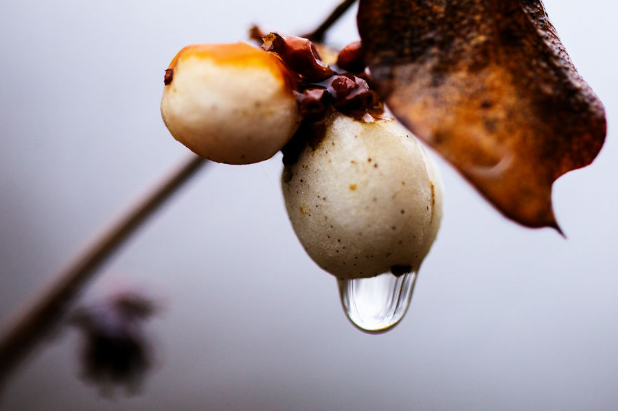 Schneebeere mit Wassertropfen