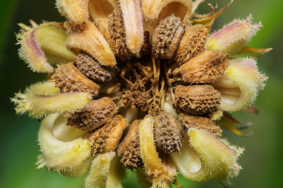Verblühte Ringelblumenblüte
