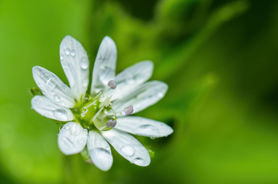 Weisse Blüte