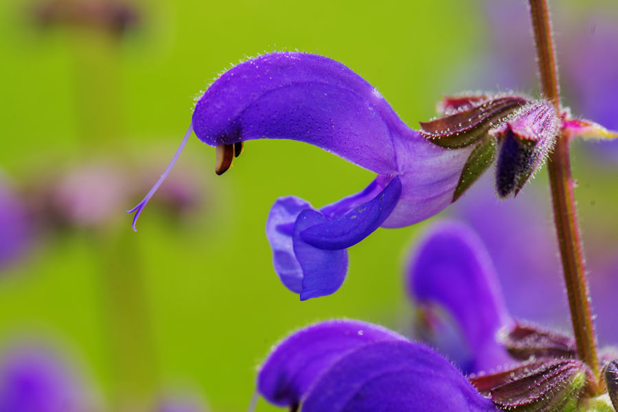 Wiesensalbei
