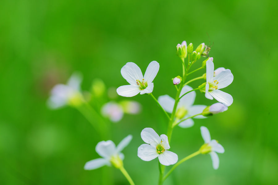 Wiesenschaumkraut