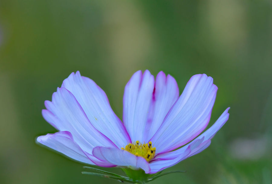 Blüte