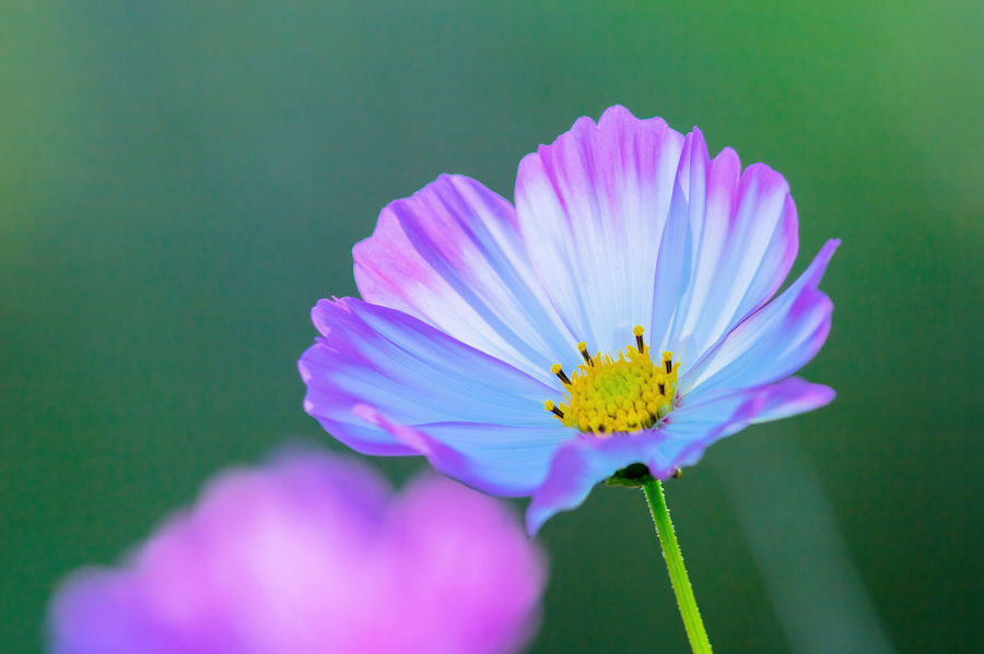 Blüte