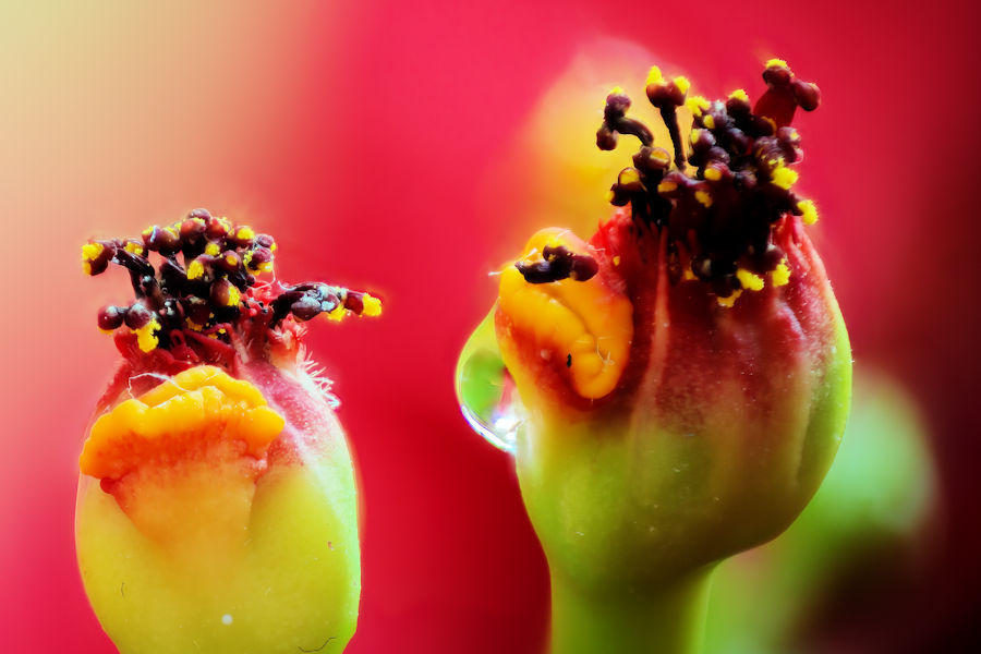 Blüte eines Weihnachtsstern