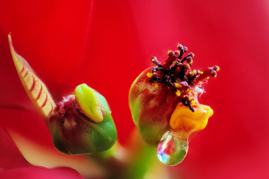 Blüte eines Weihnachtsstern