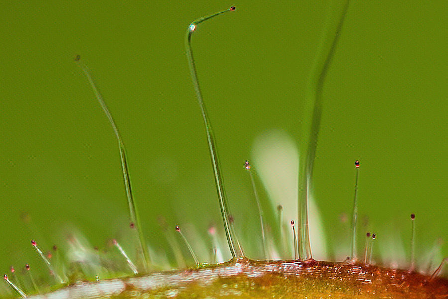 Blütendetails