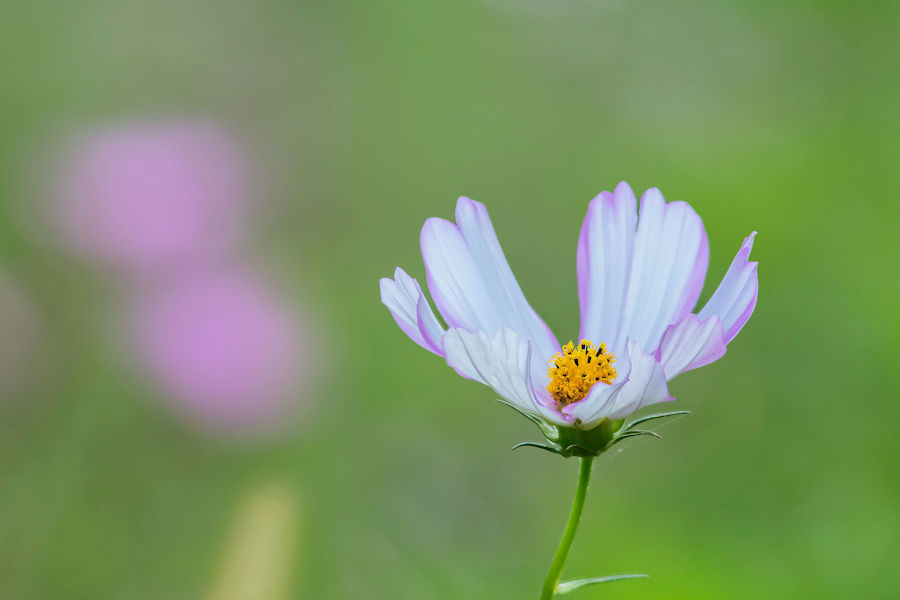 Blumenwiese