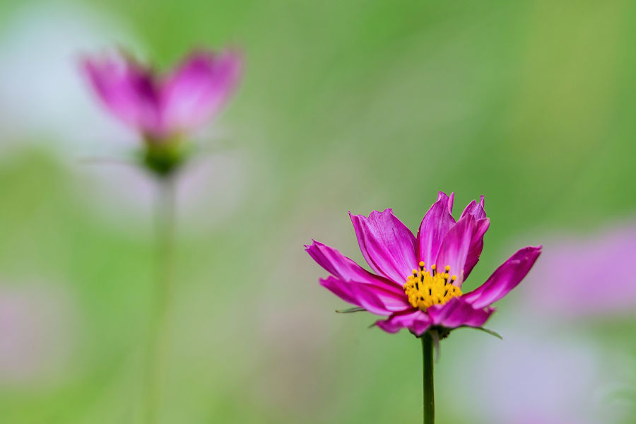 Blumenwiese