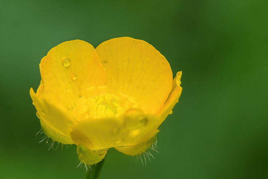 Butterblume