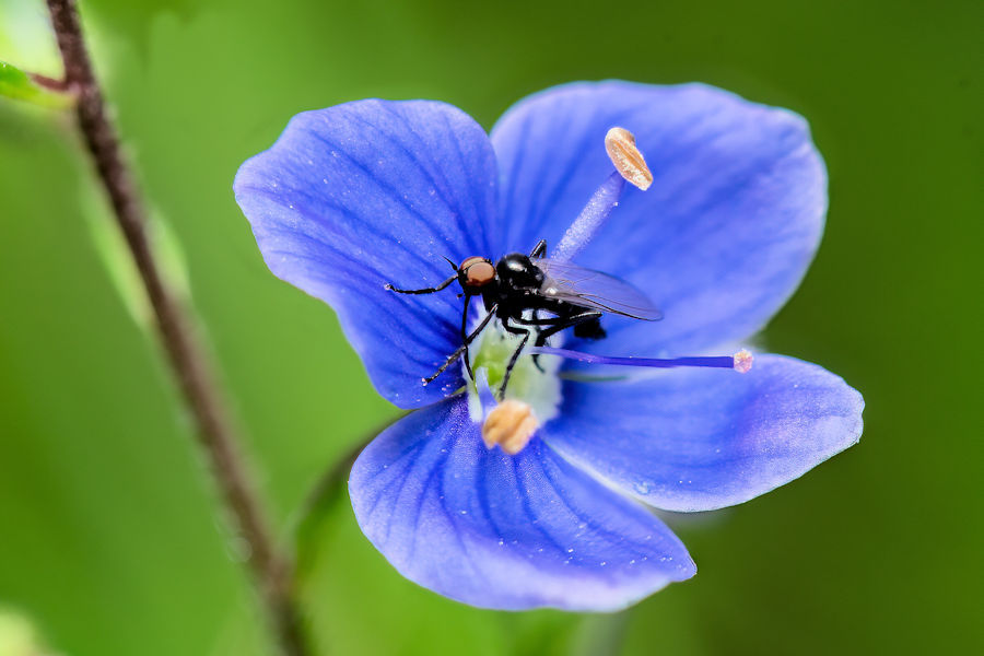 Ehrenpreisblüte mit kleiner Fliege