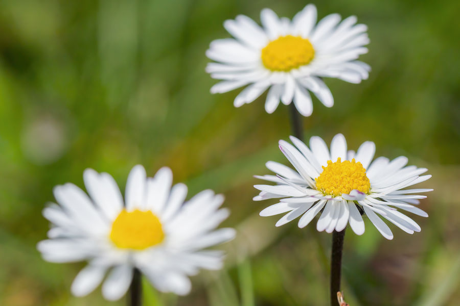 Gänseblümchen