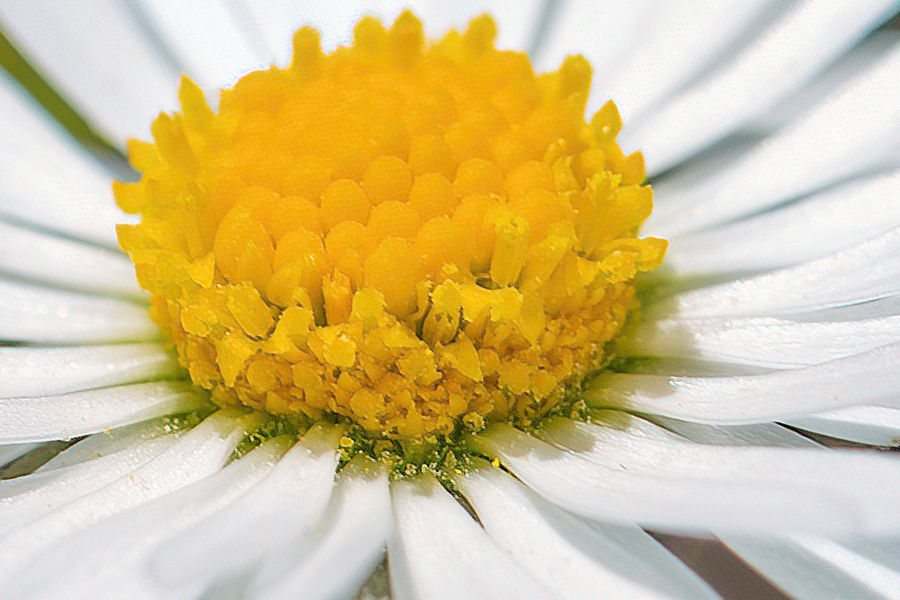 Gänseblümchen
