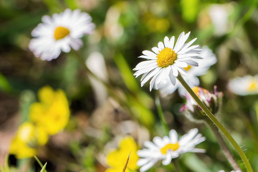 Gänseblümchen