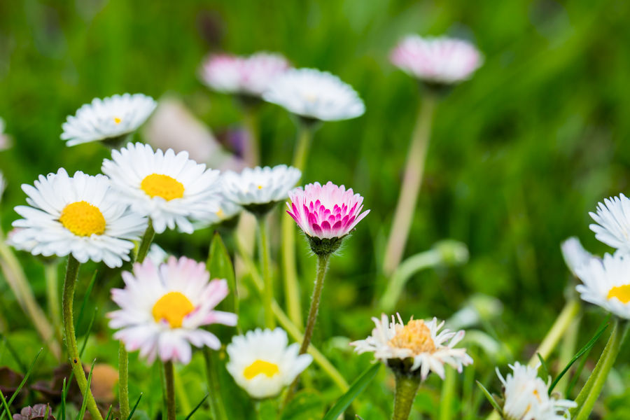 Gänseblümchen