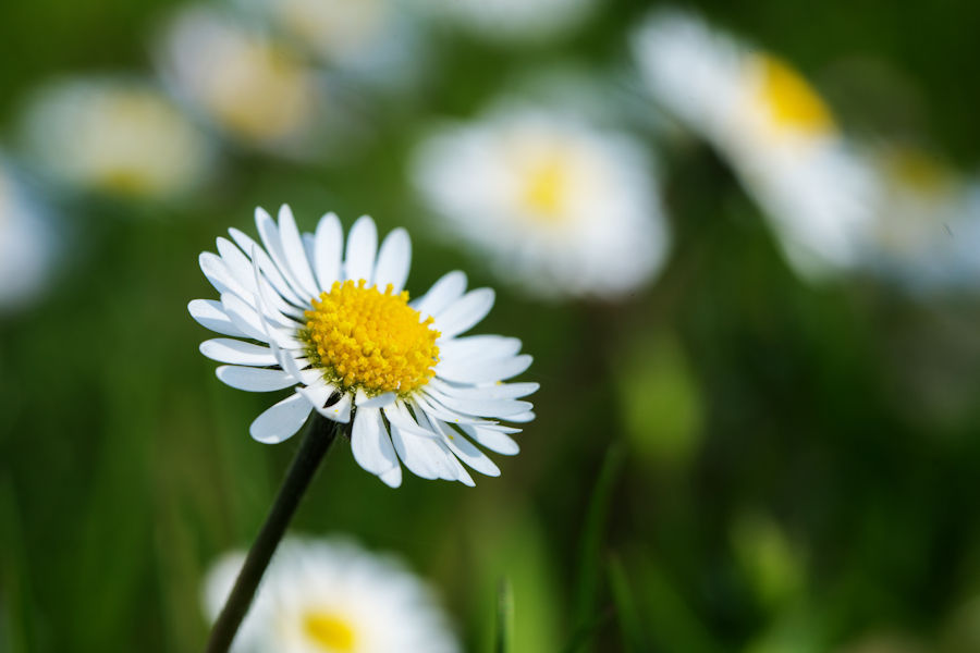 Gänseblümchen