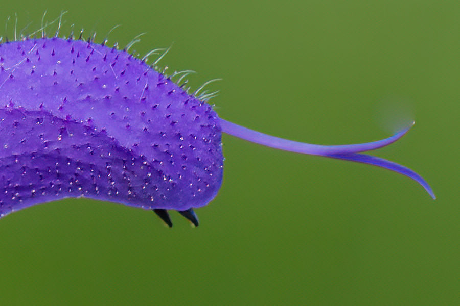 Lila Blüte