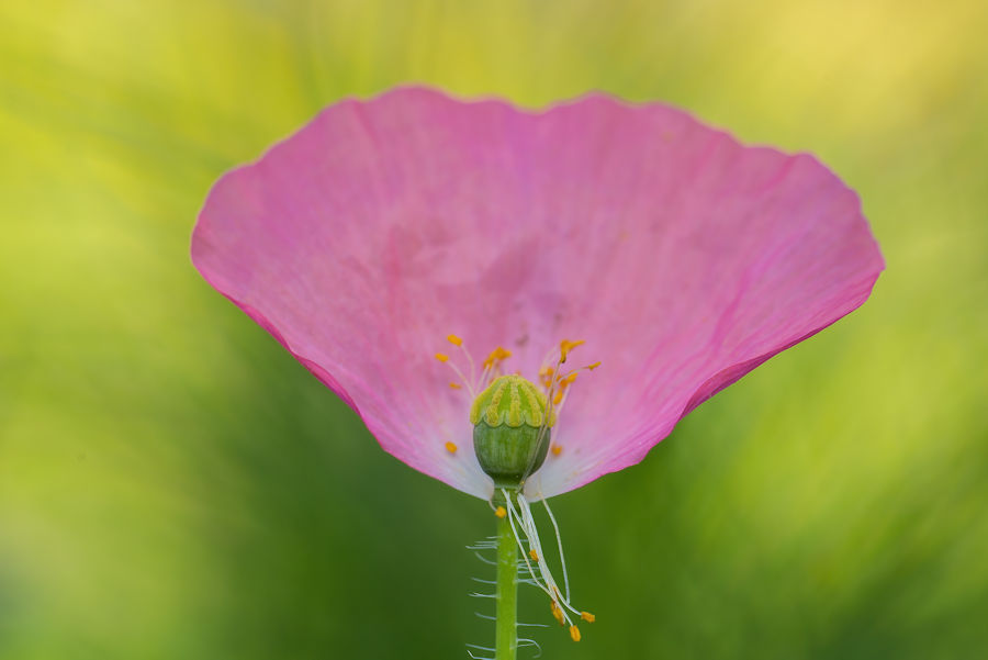 Pinker Klatschmohn