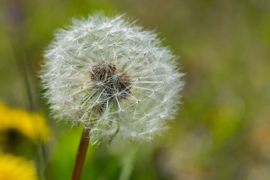 Pusteblume