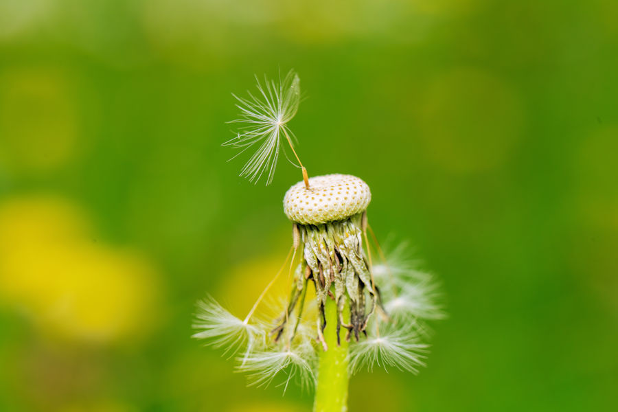 Pusteblume