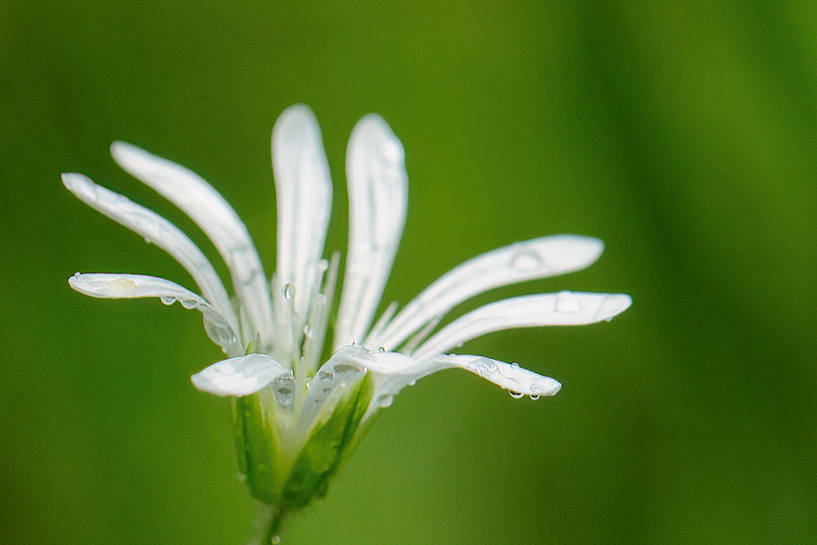 Wald Sternmiere