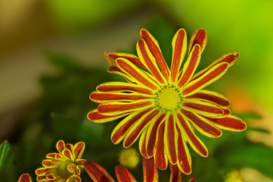 Chrysantheme