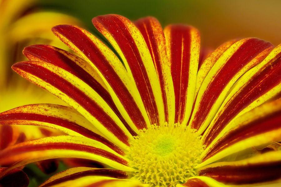 Chrysantheme