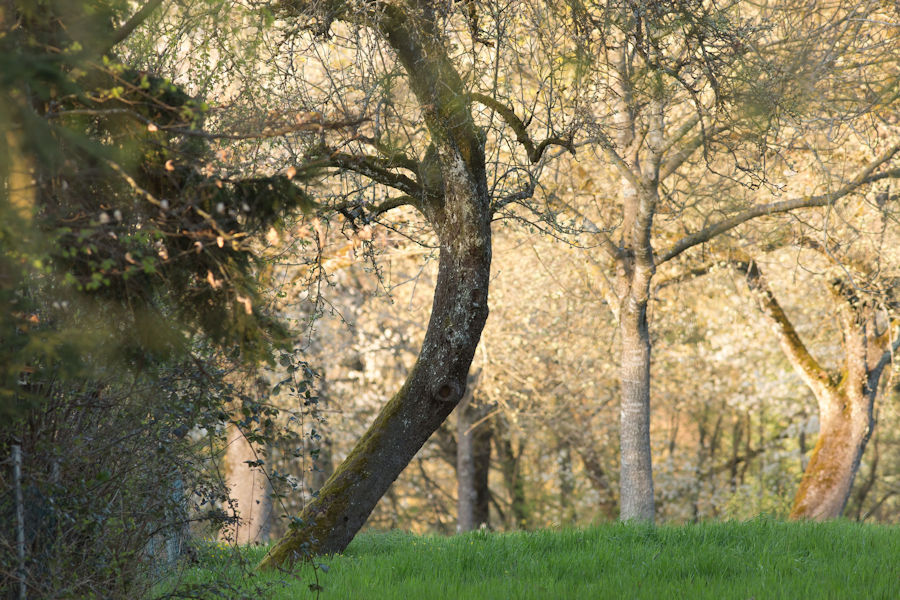 Der krumme Baum