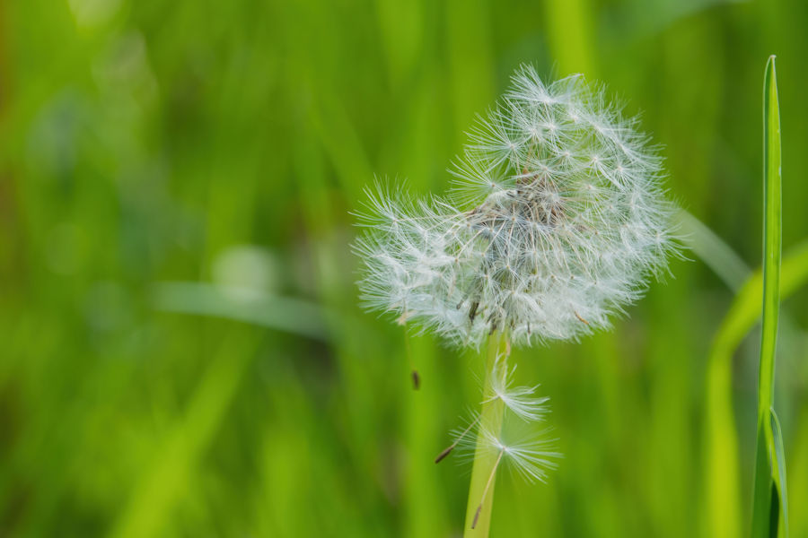 Pusteblume