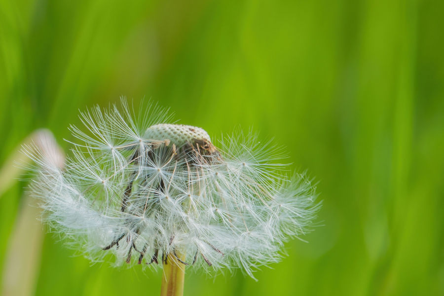 Pusteblume