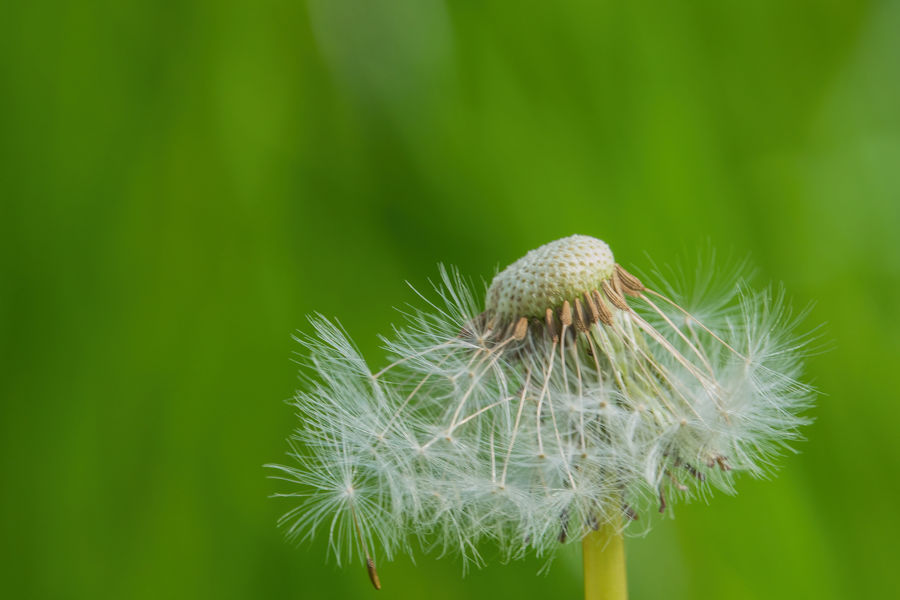 Pusteblume