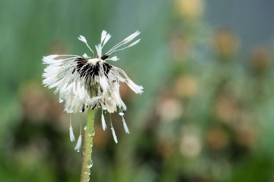 Pusteblume