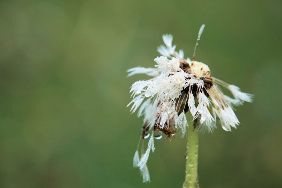 Pusteblume