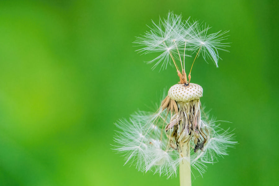 Pusteblume