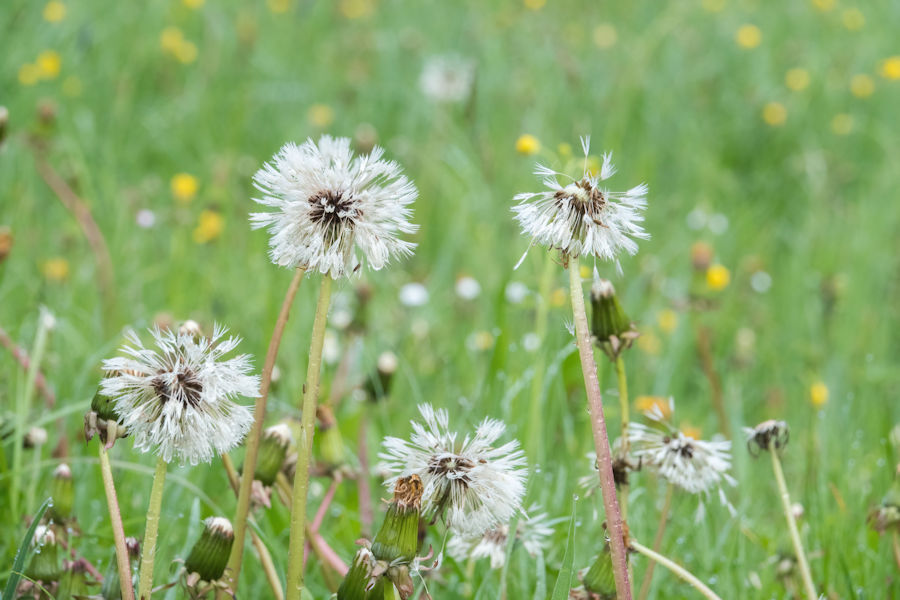 Pusteblumen