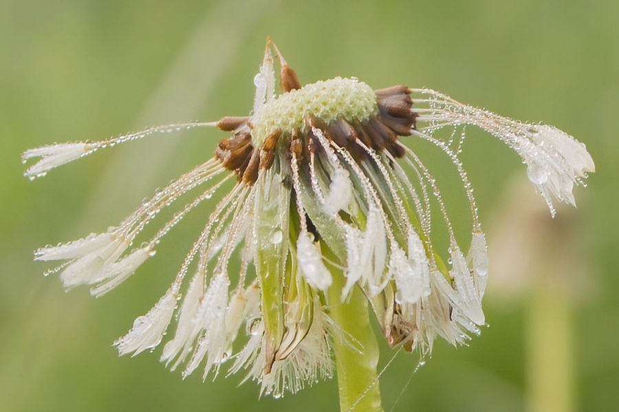 Tautropfen auf einer Pusteblume