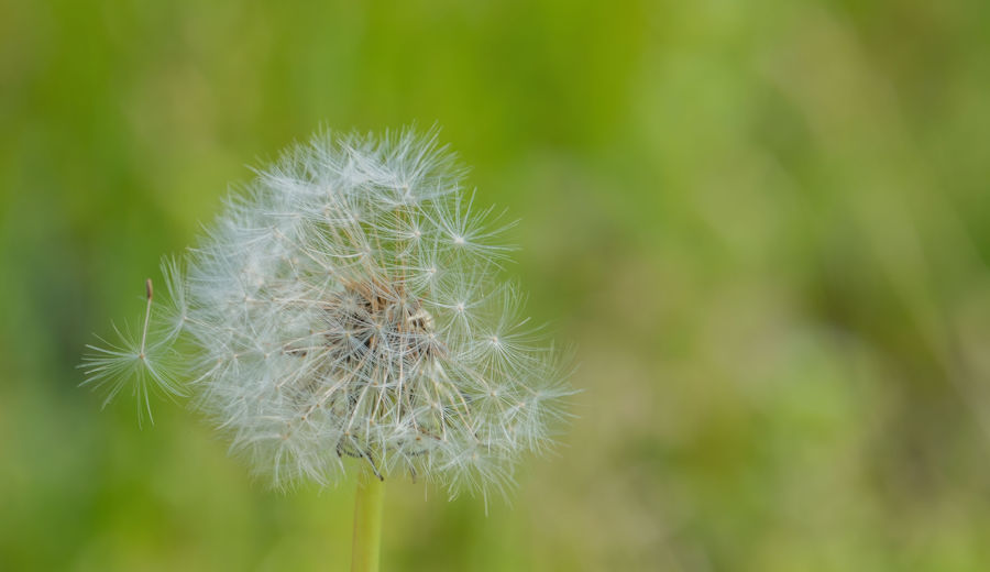 Pusteblume