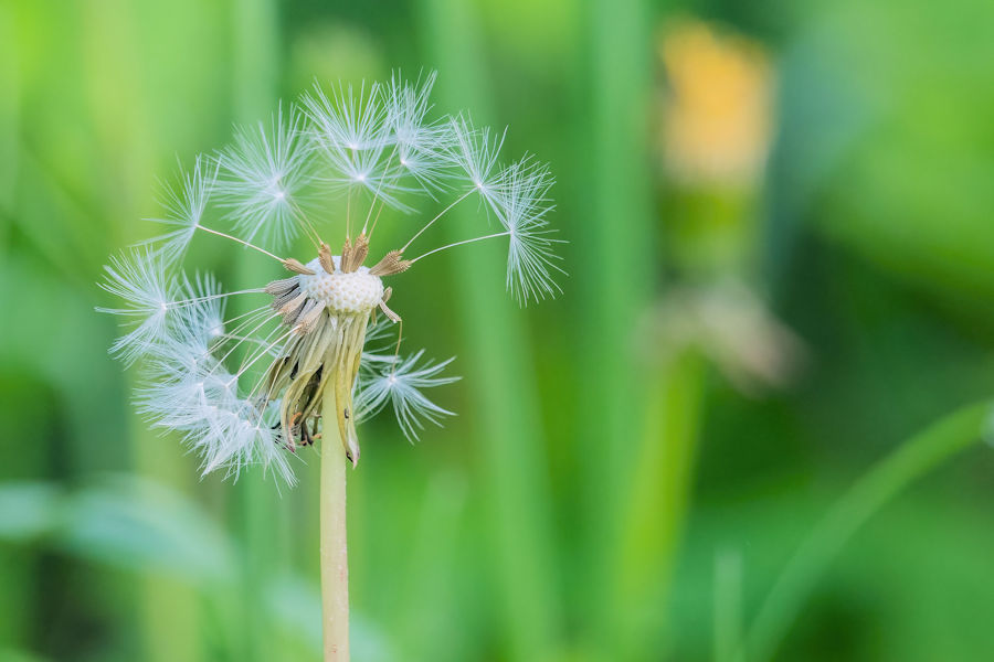 Pusteblume
