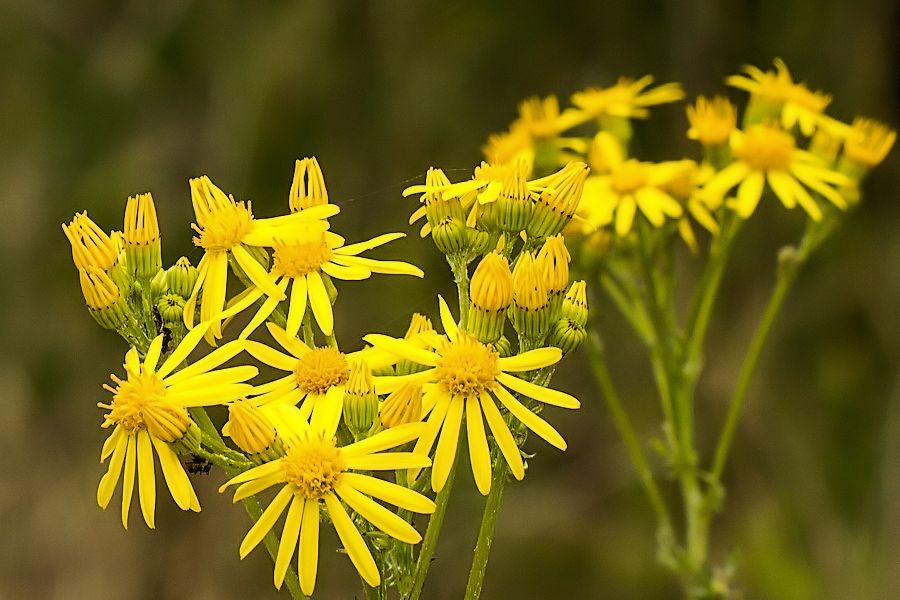 Arnika Blüten