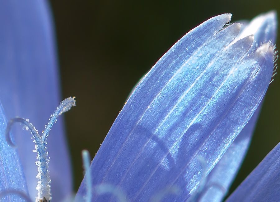 Blaue Blüte