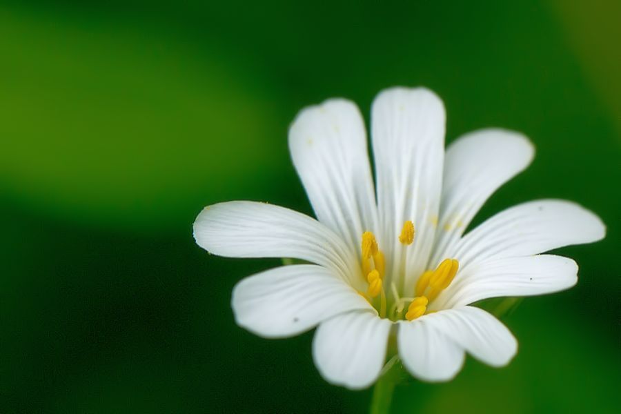 Blüte