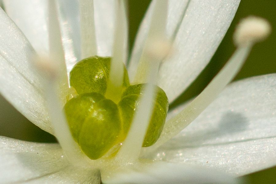 Blüte