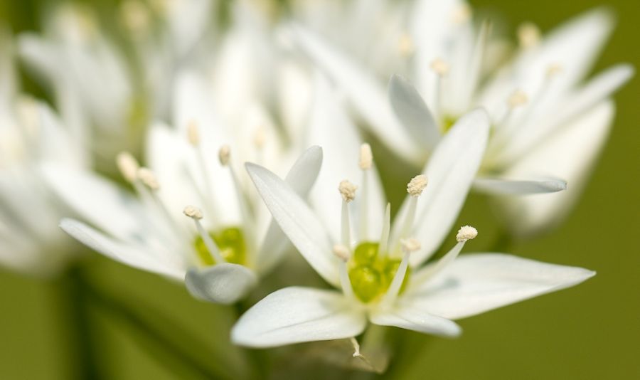 Blüte